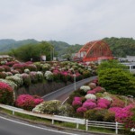 音戸大橋のつつじ 2022年4月23日