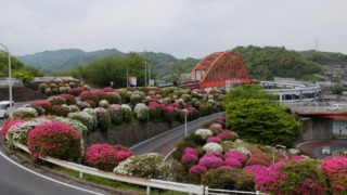 音戸大橋のつつじ 2022年4月23日