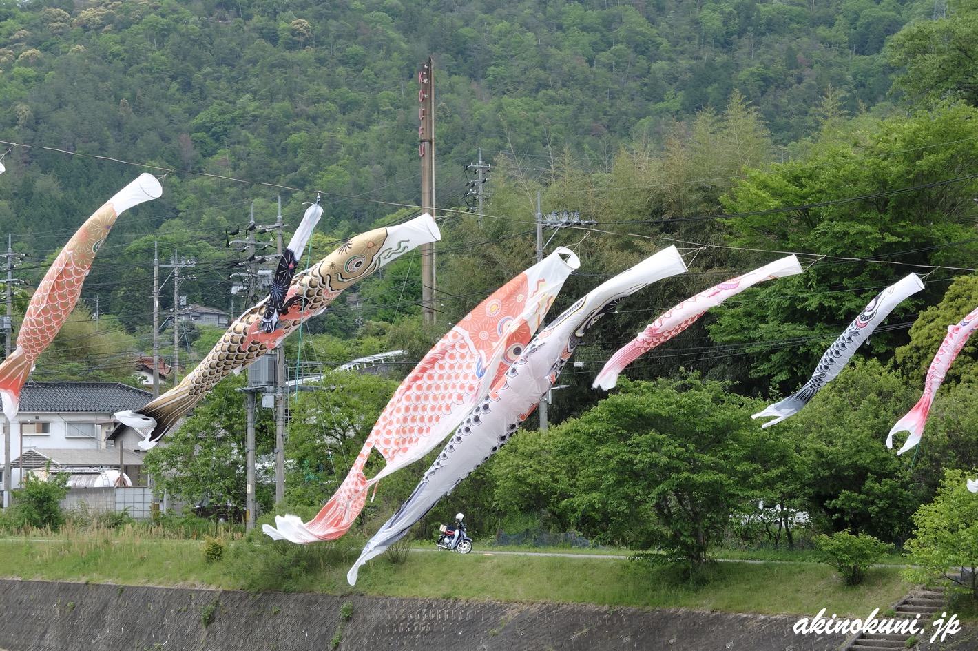 三篠川の鯉のぼり 2022年5月1日