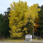 上高野山の乳下りイチョウ 2022年11月12日