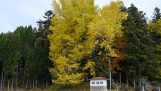 上高野山の乳下りイチョウ 2022年11月12日