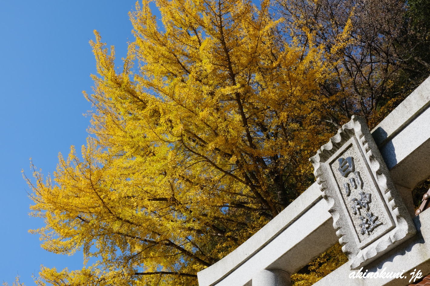 白川神社の銀杏 2022年11月18日