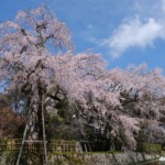 神原のしだれ桜 2023年3月25日