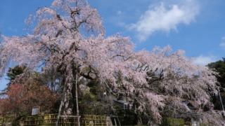 神原のしだれ桜 2023年3月25日