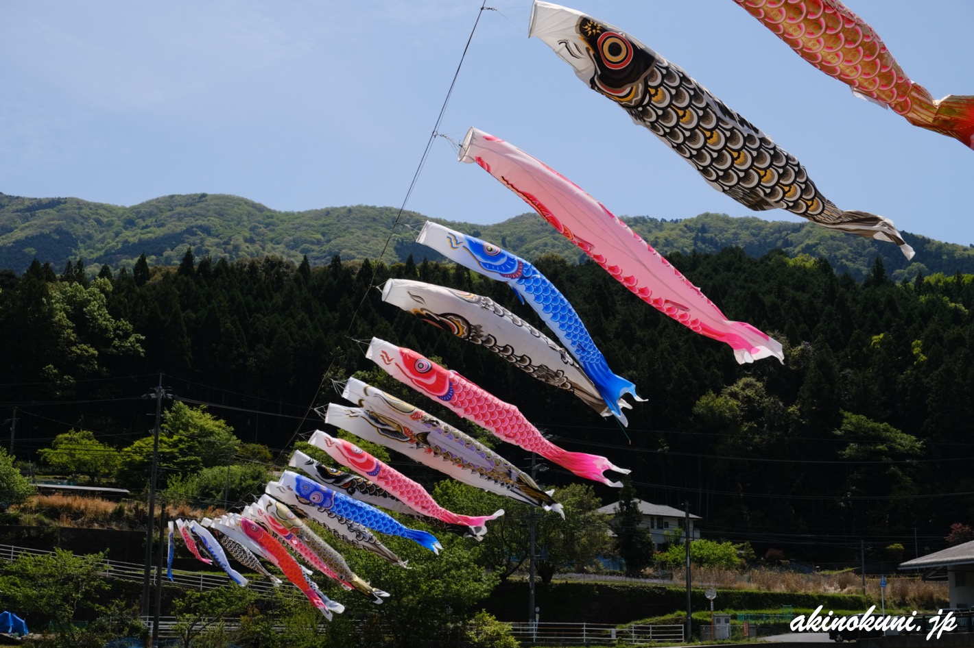 三篠川の鯉のぼり 2023年4月23日