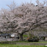 小河内駅跡の桜 2023年