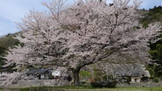 小河内駅跡の桜 2023年