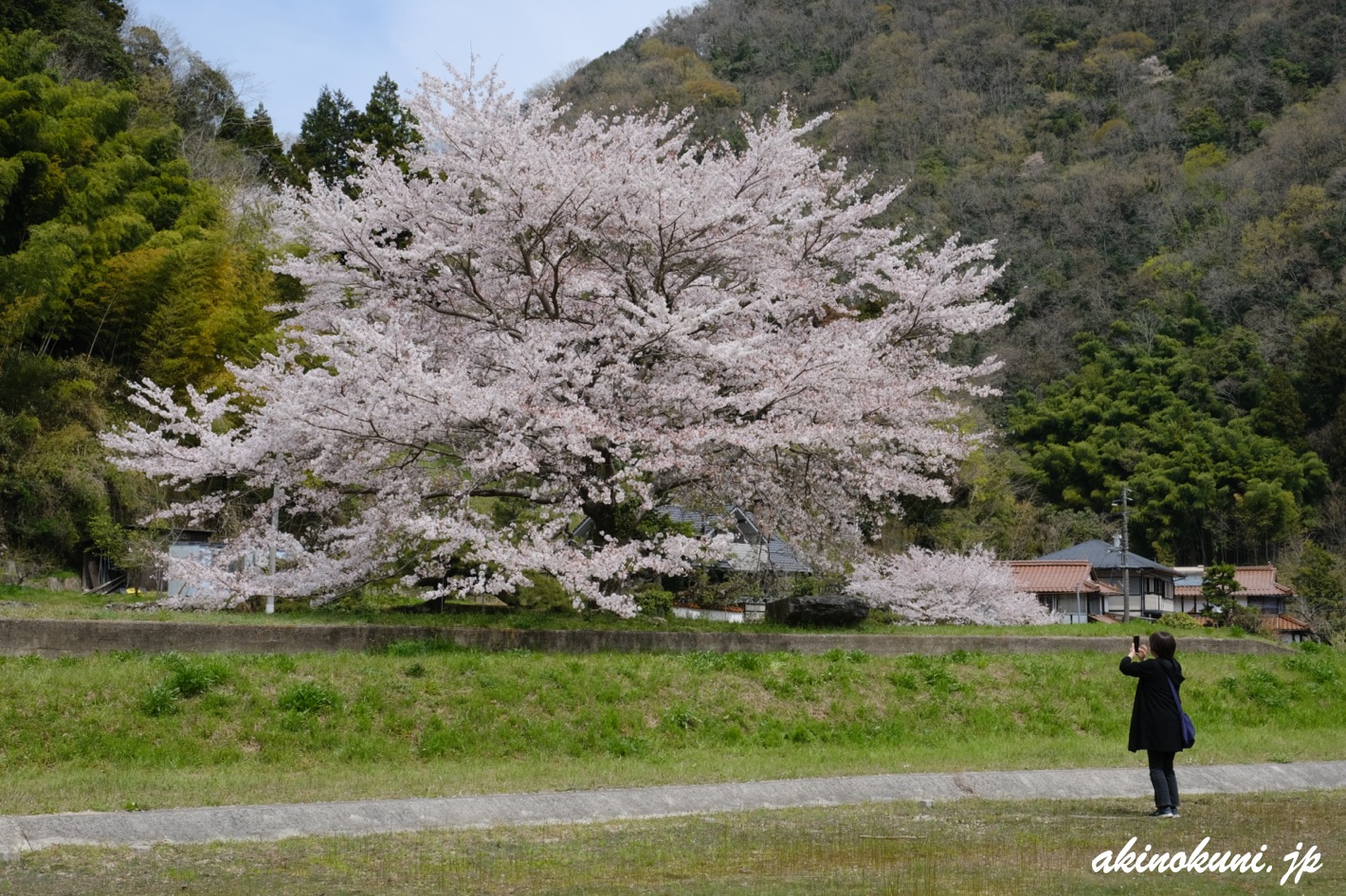 小河内駅跡の桜 2023年