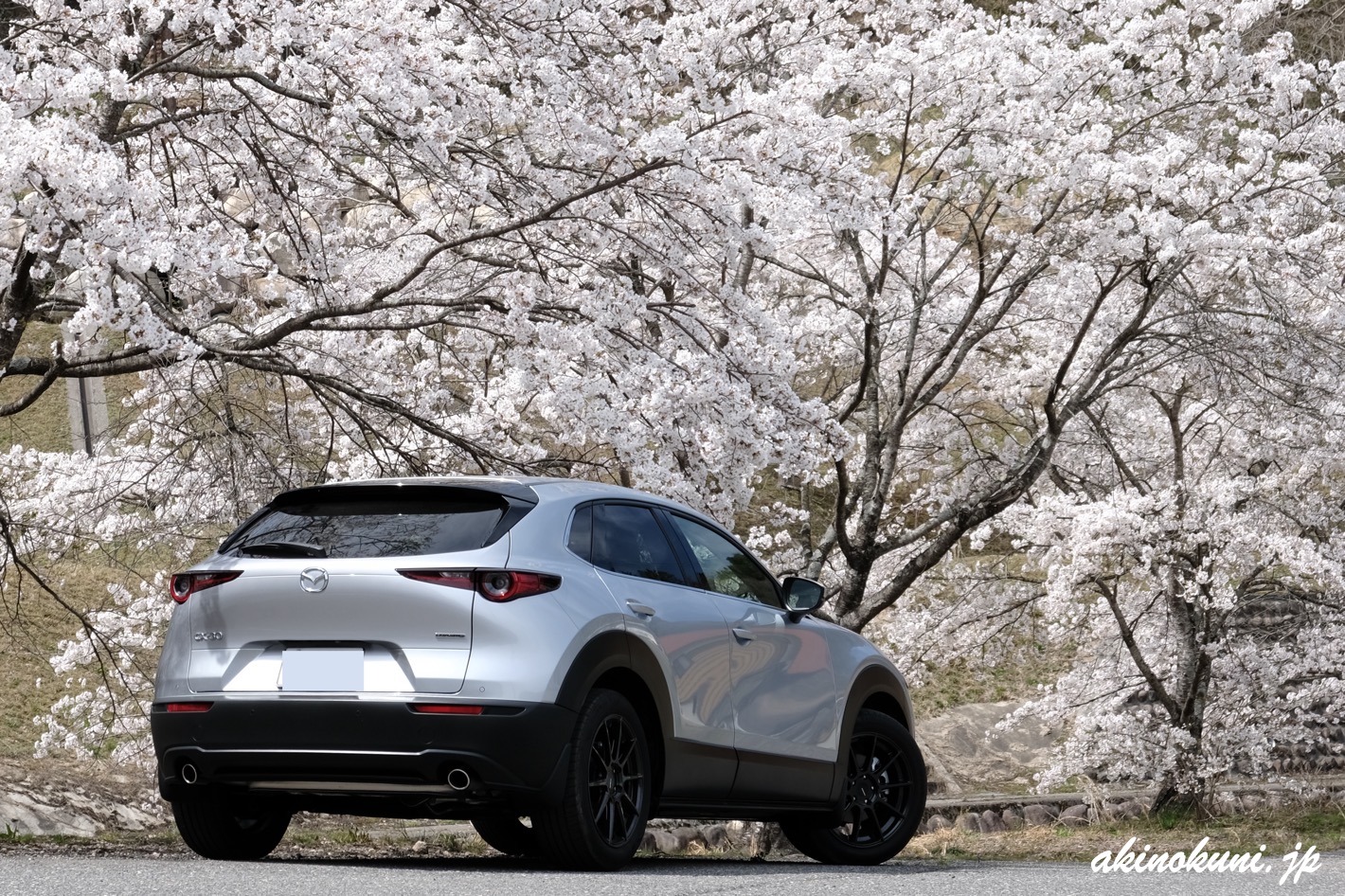 桜とCX-30さん 2023年