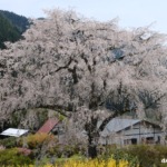 湯の山温泉のしだれ桜（竹下桜） 2023年4月1日