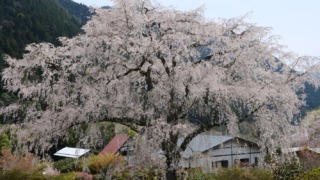 湯の山温泉のしだれ桜（竹下桜） 2023年4月1日