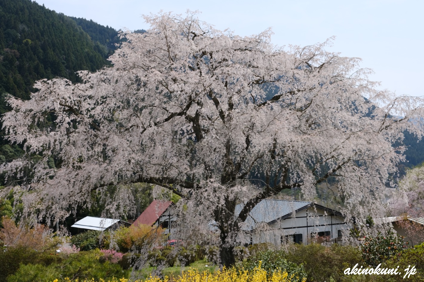 湯の山温泉のしだれ桜（竹下桜） 2023年4月1日