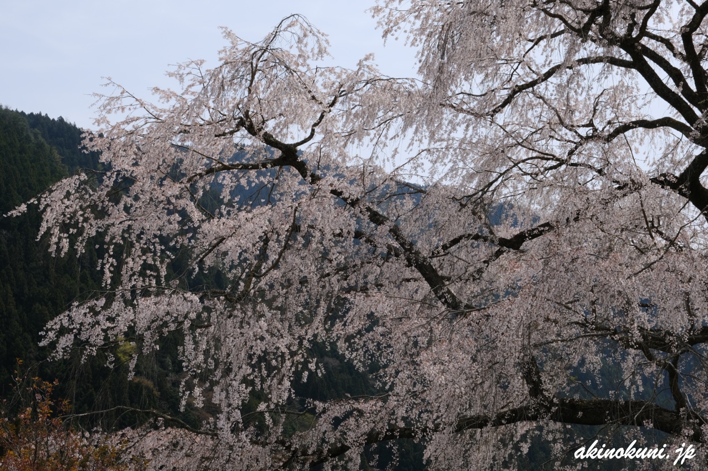 湯の山温泉のしだれ桜（竹下桜） 2023年4月1日