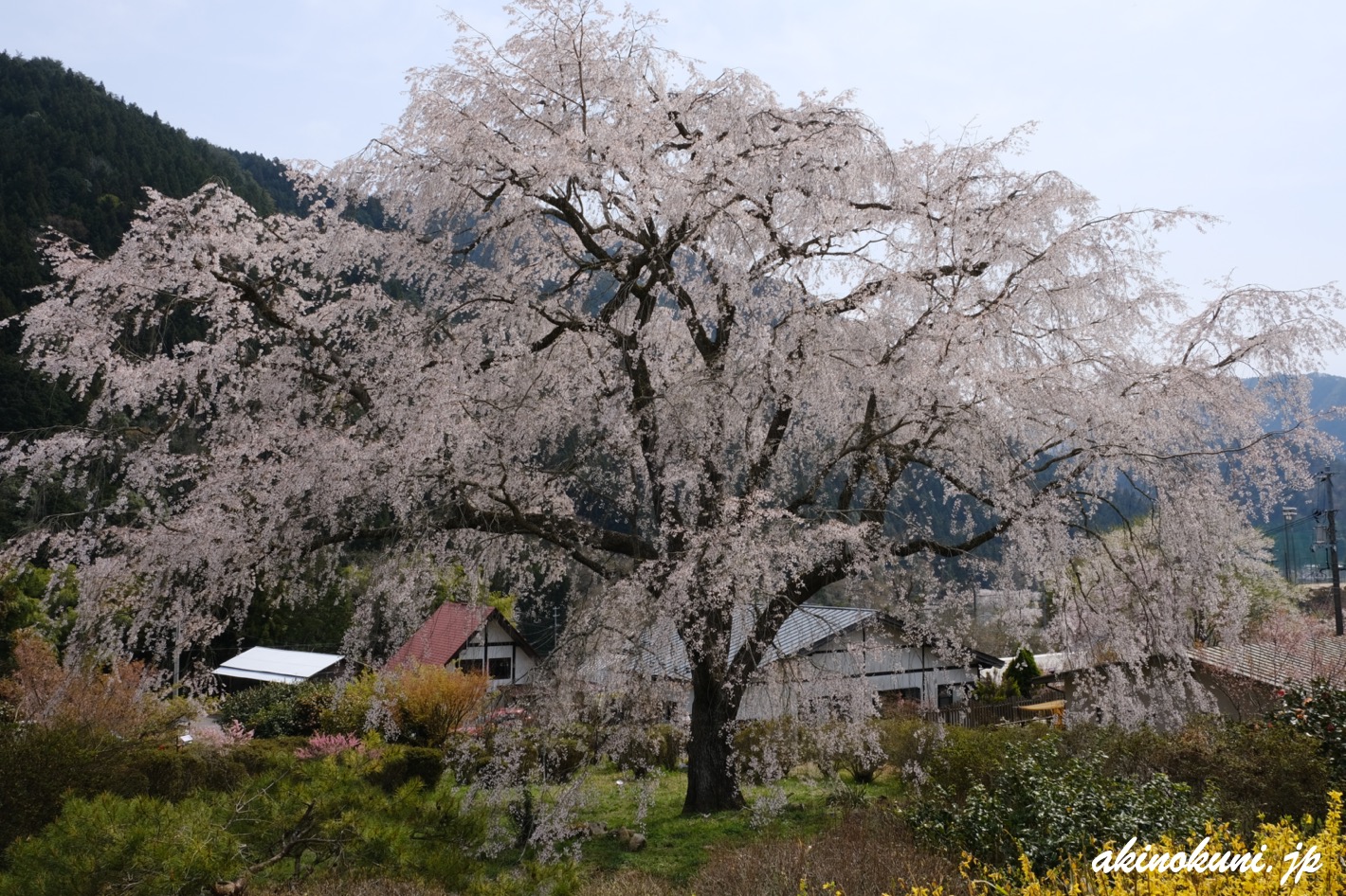 湯の山温泉のしだれ桜（竹下桜） 2023年4月1日