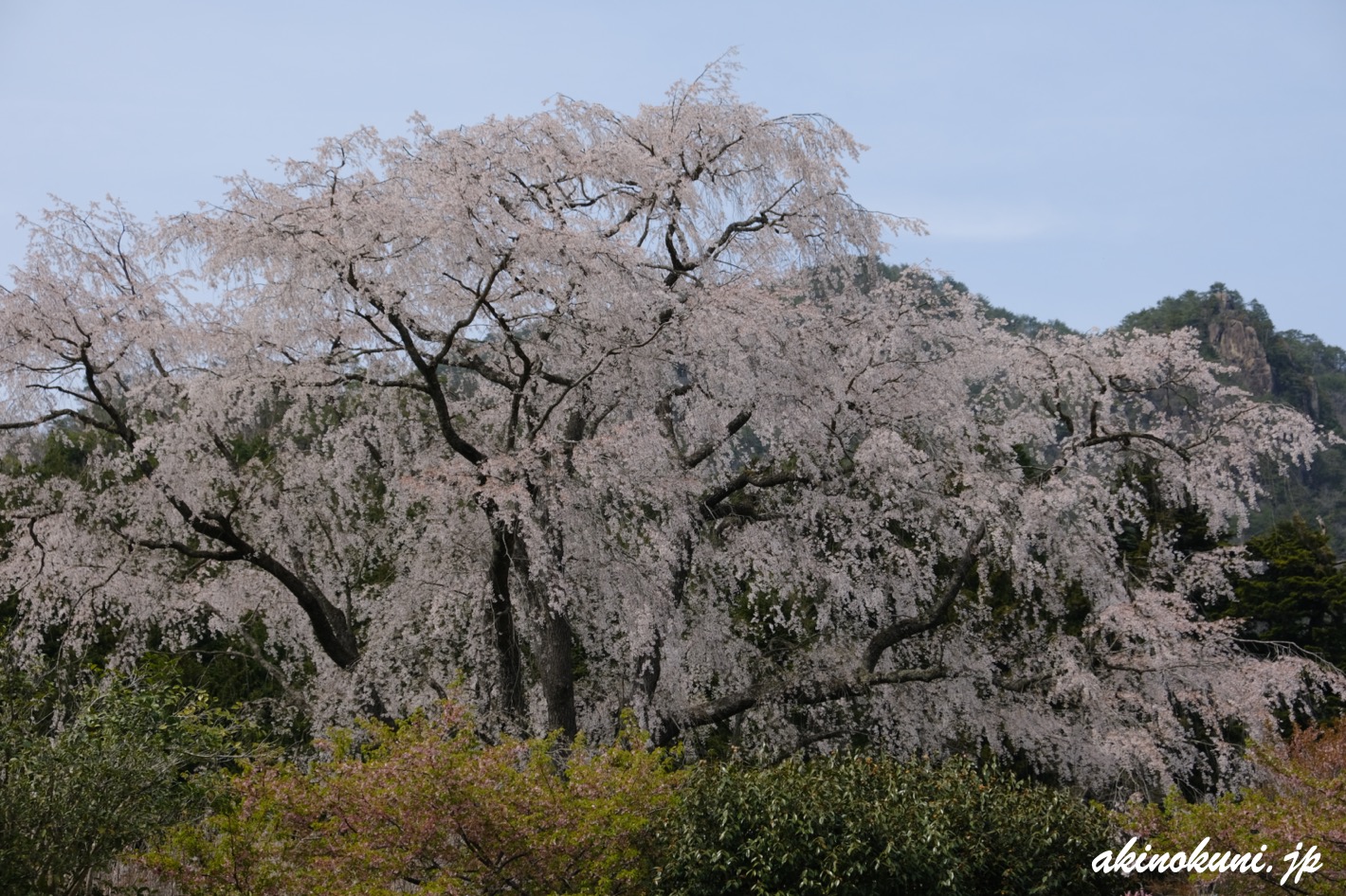 湯の山温泉のしだれ桜（竹下桜） 2023年4月1日