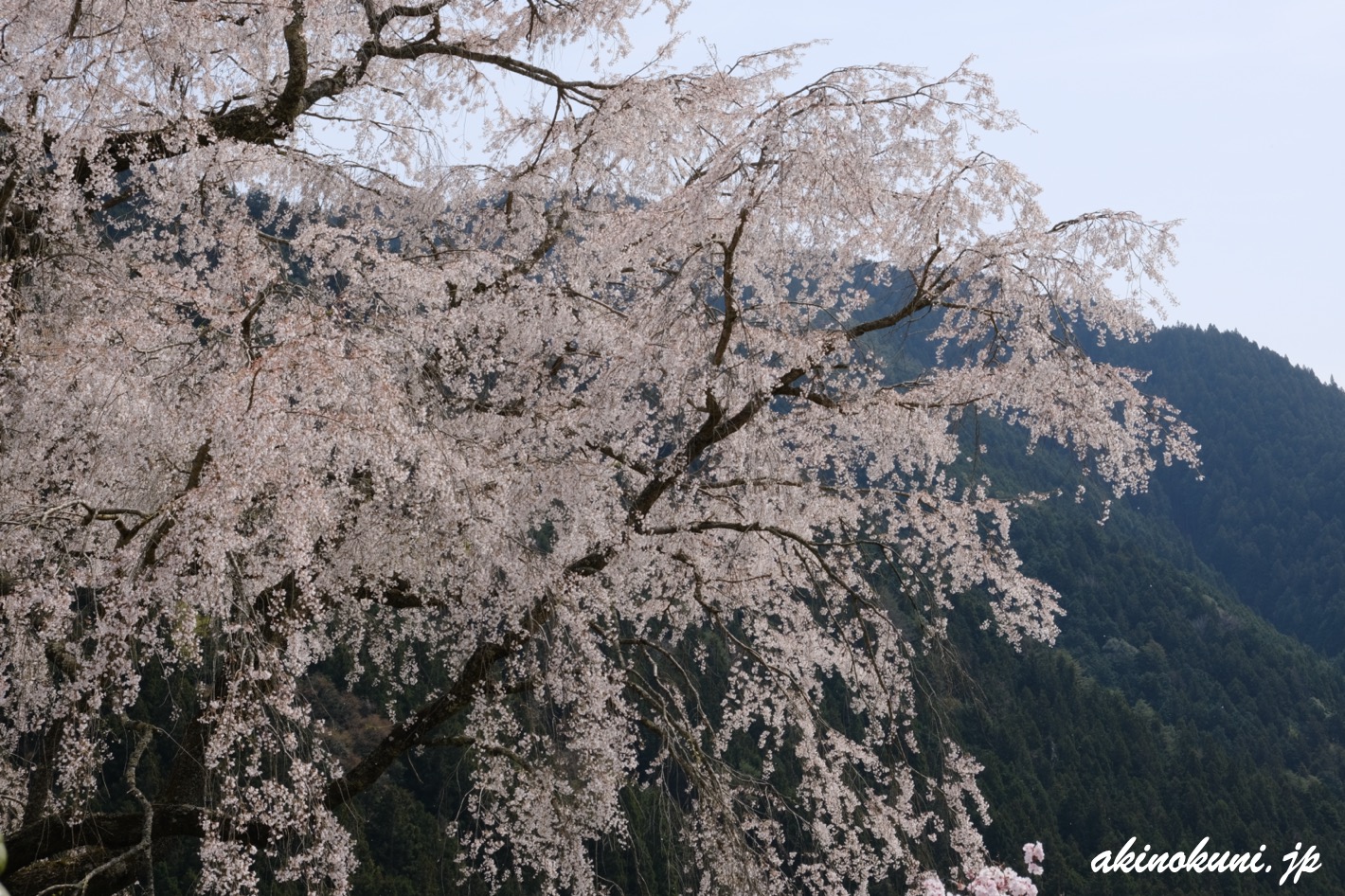 湯の山温泉のしだれ桜（竹下桜） 2023年4月1日