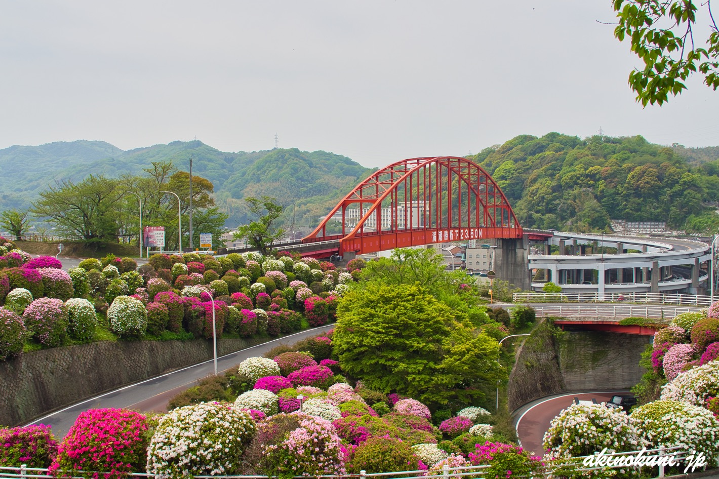 音戸大橋のつつじ 2023年4月21日