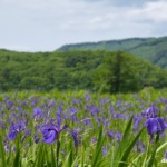 北広島町 かきつばたの里 2023年5月27日