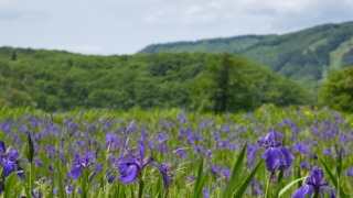 北広島町 かきつばたの里 2023年5月27日