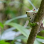 吉水園 モリアオガエル