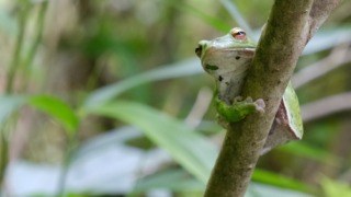 吉水園 モリアオガエル