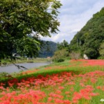 リコリスの里 2023年9月30日