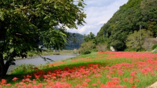 リコリスの里 2023年9月30日