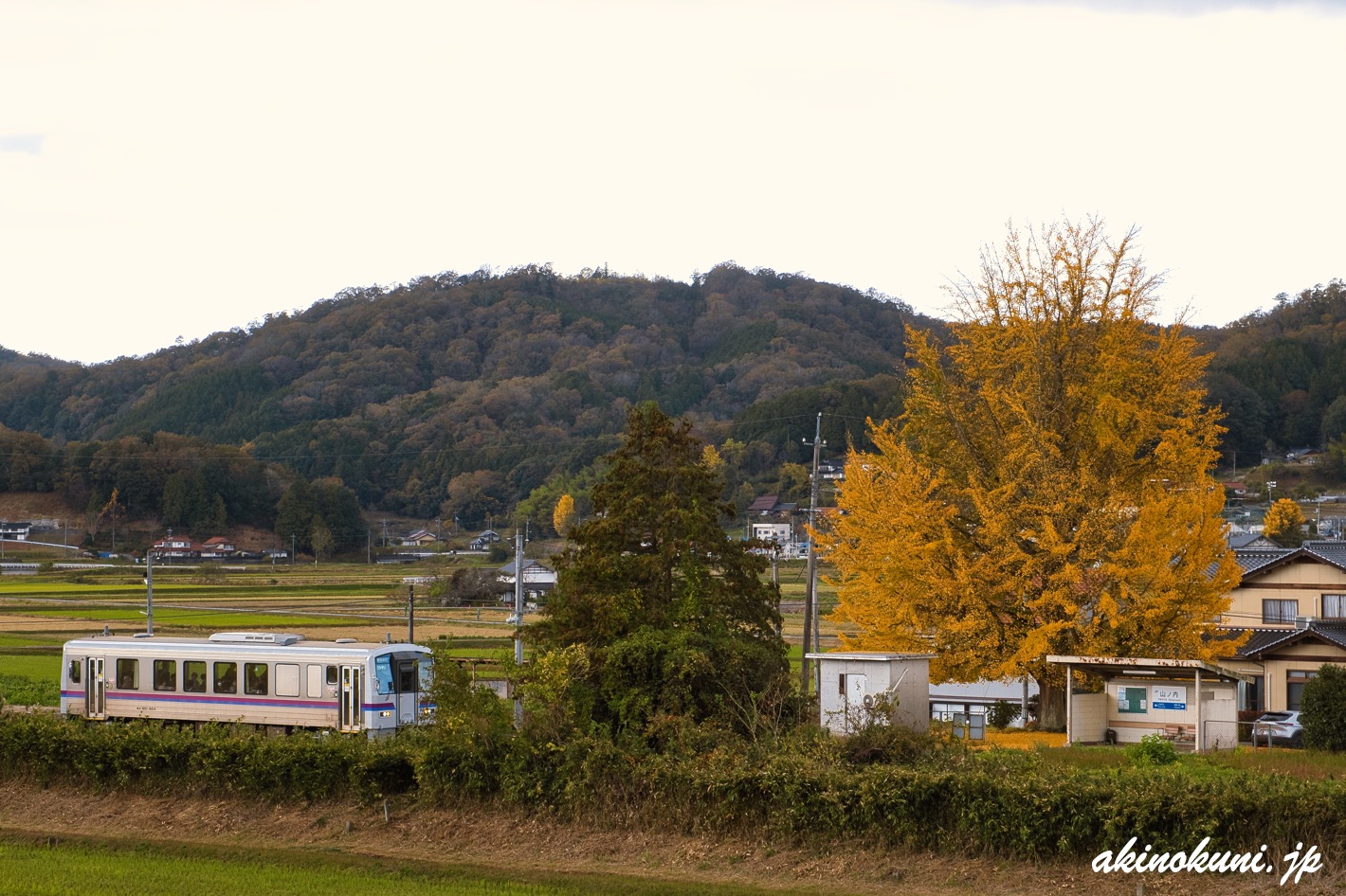 山ノ内駅に到着したキハと銀杏 2023年11月11日