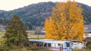 山ノ内駅を出発するキハと銀杏 2023年11月11日