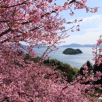 河津桜の向こうにハート島 2024年2月24日