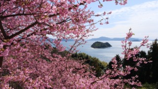河津桜の向こうにハート島 2024年2月24日