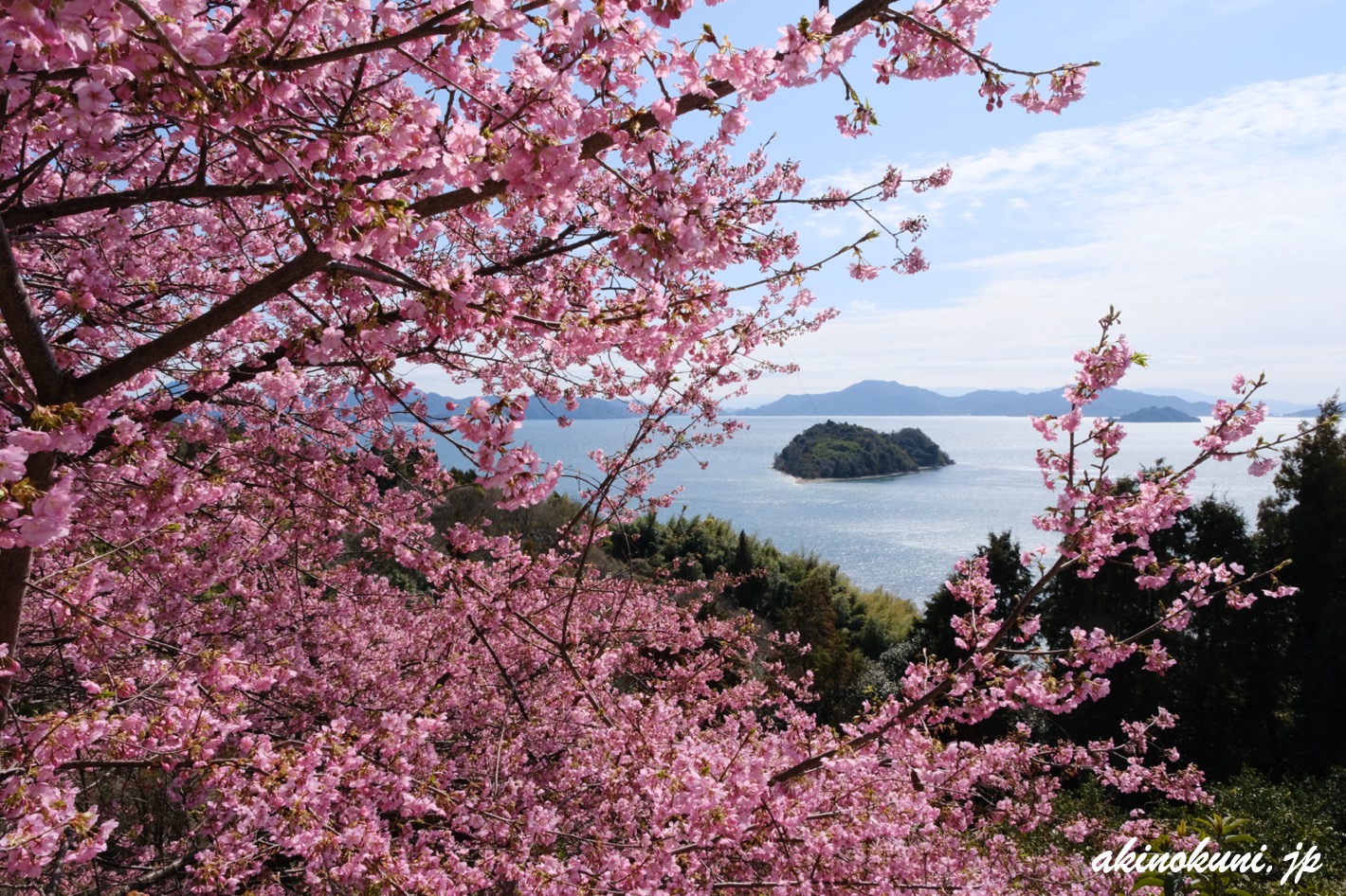 河津桜の向こうにハート島 2024年2月24日