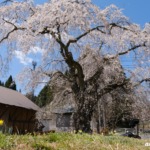 地久院のしだれ桜 2024年4月13日