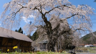 地久院のしだれ桜 2024年4月13日