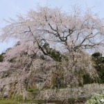 神原のしだれ桜 2024年4月6日