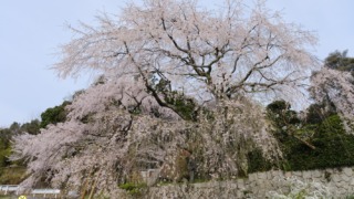 神原のしだれ桜 2024年4月6日