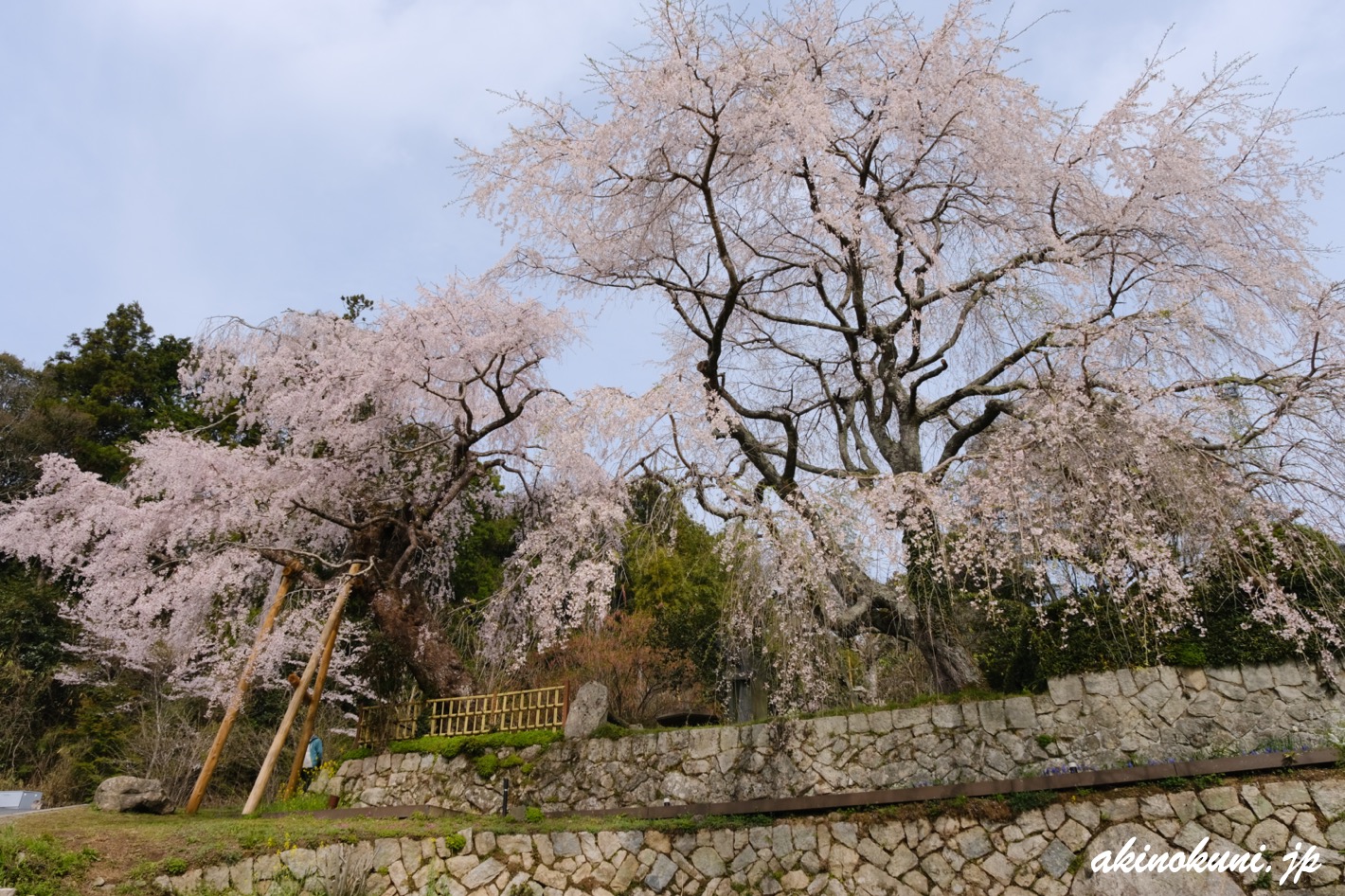 神原のしだれ桜 2024年4月6日