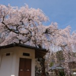 蓮照寺のしだれ桜 2024年4月6日