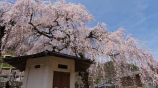 蓮照寺のしだれ桜 2024年4月6日