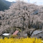 湯の山温泉のしだれ桜（竹下桜）2024年4月7日