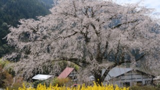 湯の山温泉のしだれ桜（竹下桜）2024年4月7日