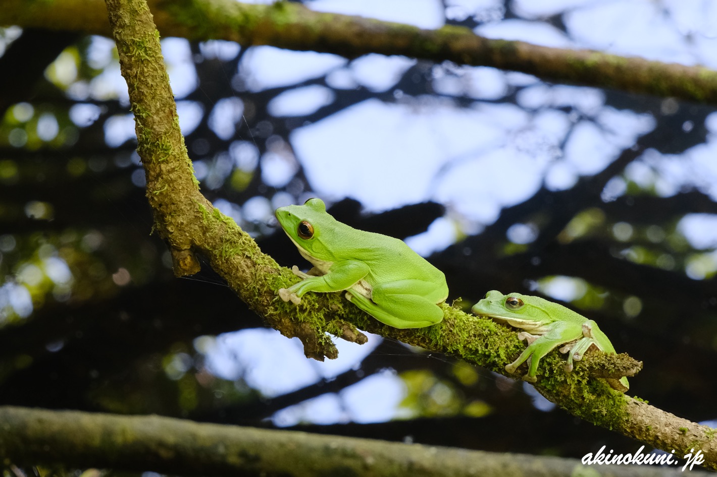 吉水園-2024年初夏（広島県安芸太田町） | 安芸の国から
