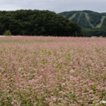 八幡高原 赤そばの里 2025年9月21日