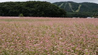 八幡高原 赤そばの里 2025年9月21日