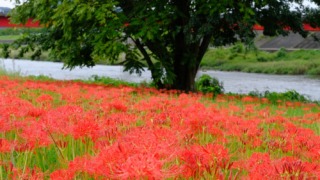 リコリスの里 2025年9月27日