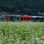 西城町の白蕎麦の花と庄原ライナー 2025年10月5日