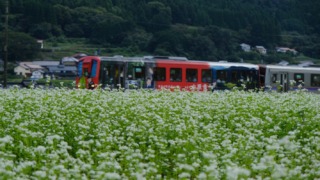 西城町の白蕎麦の花と庄原ライナー 2025年10月5日