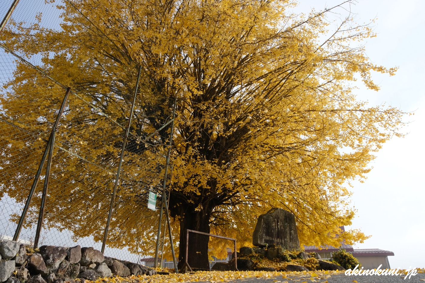 布野小学校の銀杏 2025年11月24日