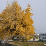布野小学校の銀杏 2025年11月24日