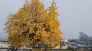 布野小学校の銀杏 2025年11月24日